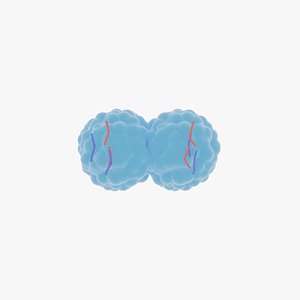3D Cell division through mitosis animation