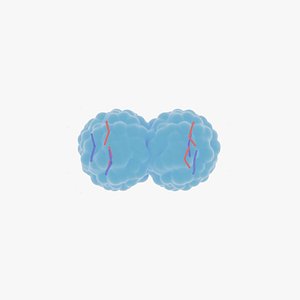 Cell division through mitosis animation