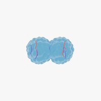 Cell division through mitosis animation