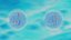 3D Cell division through mitosis animation