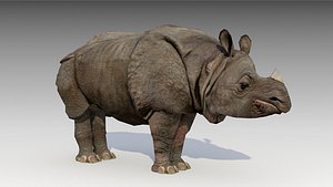 asian rhinoceros animations rhino 3d max