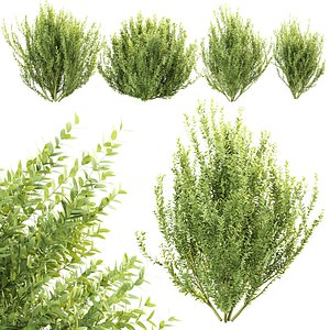 Laurel Bush Collection Vol 305 model