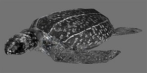 leatherback sea turtle 3d model