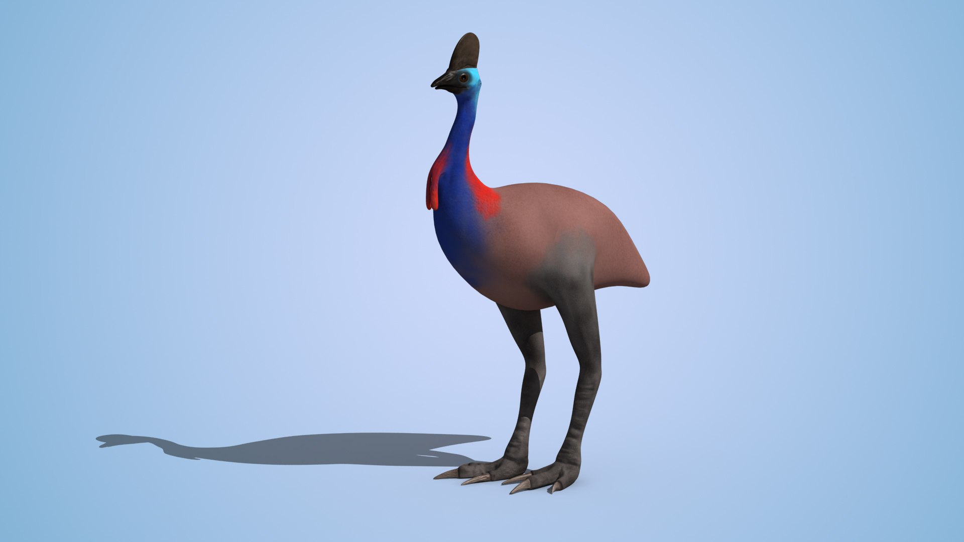 3d Model Rigged Cassowary Bird Animation