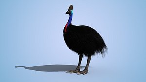 Cassowary Bird