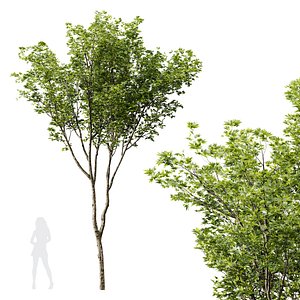 3D HQ Plants Acer Pseudoplatanus