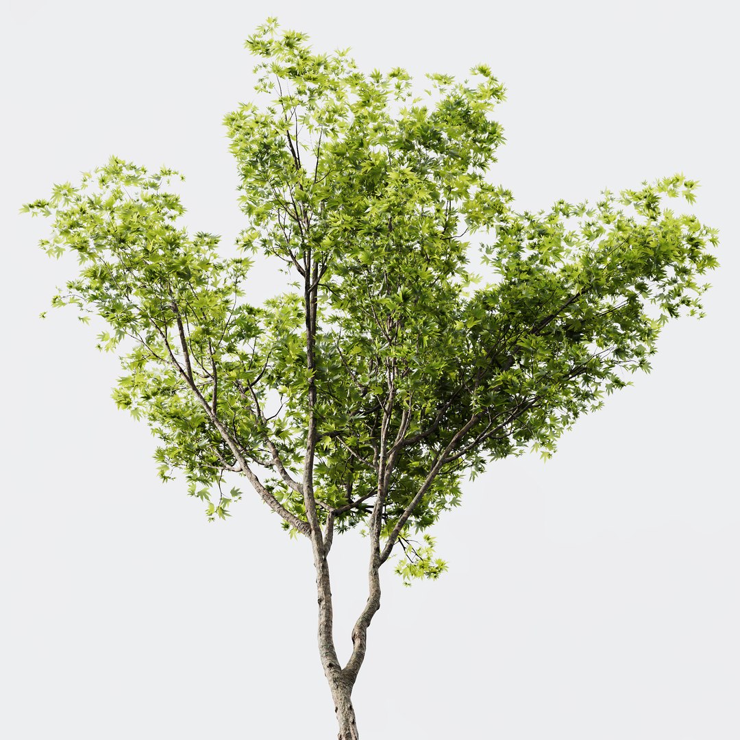 3D HQ Plants Acer Pseudoplatanus - TurboSquid 2129263
