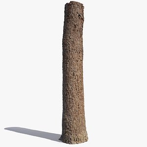 Subalpine fir trunk scan PBR 8K