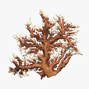 3D model Fire coral Low Poly