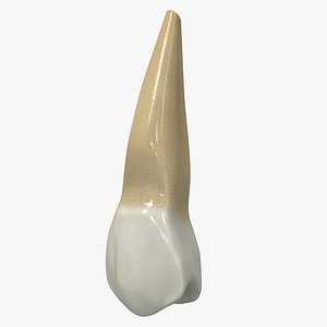 3D human teeth upper second