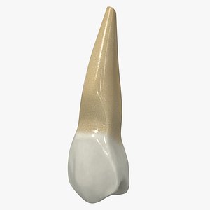 Human Teeth Upper Second Premolar