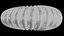Ammonoid shell model simple rectiradiate and strong ribs