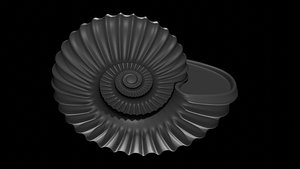 3D model Sube volute Ribbed Ammonoid shell
