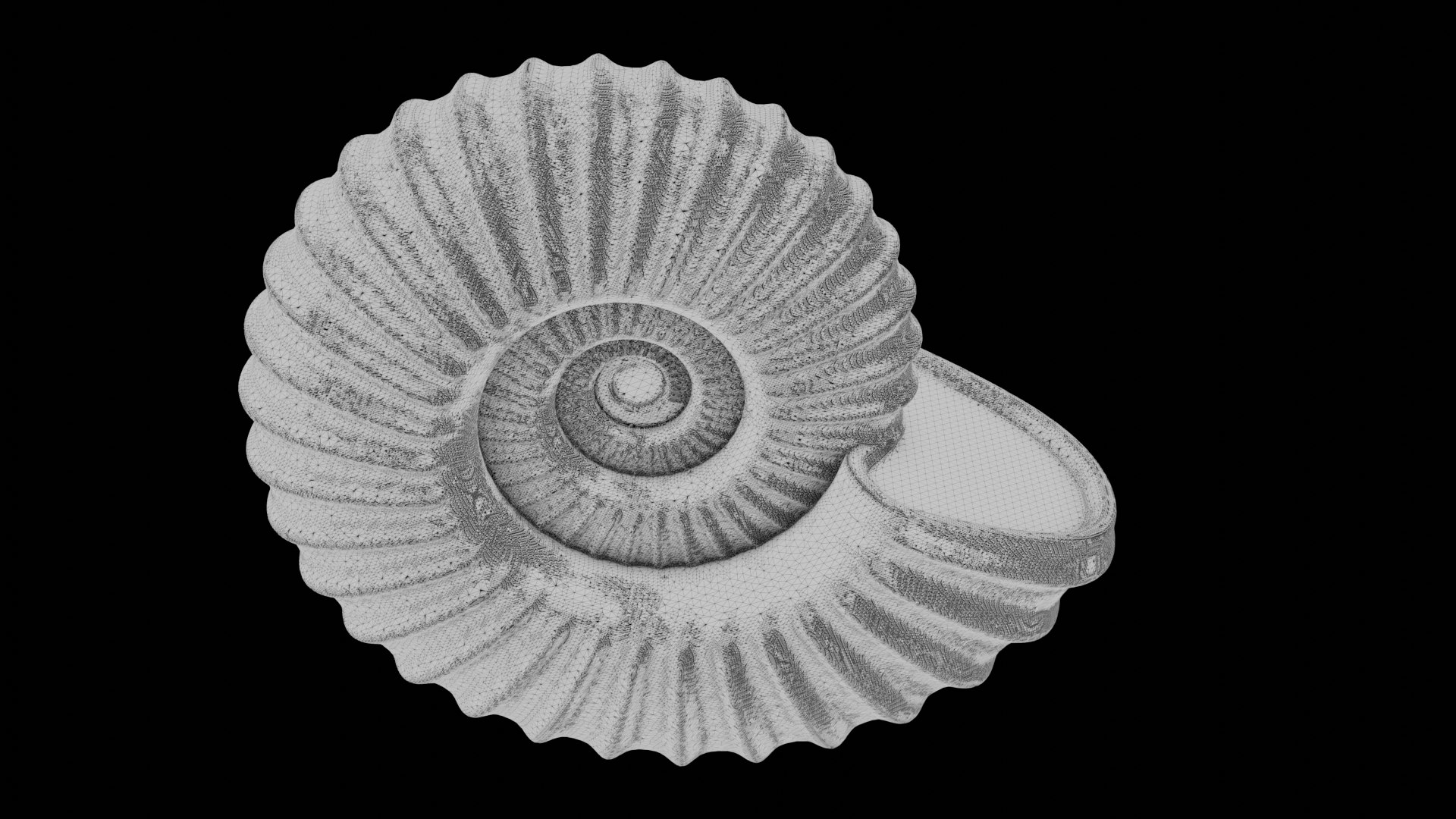 3D model Sube volute Ribbed Ammonoid shell https://p.turbosquid.com/ts-thumb/al/sIDxt2/KE/wire4/png/1735922330/1920x1080/fit_q87/cd44788f3db351a6df76962b24835854dcef9c74/wire4.jpg