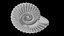 Ammonoid shell model simple rectiradiate and strong ribs