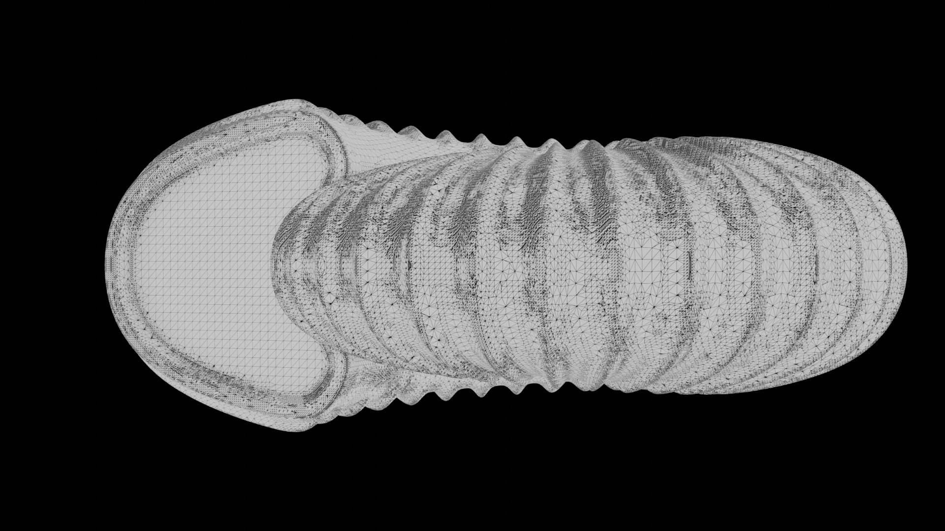 3D model Sube volute Ribbed Ammonoid shell https://p.turbosquid.com/ts-thumb/al/sIDxt2/V5/wire6/png/1735922333/1920x1080/fit_q87/91533a61a6892b6ae97a6cf2cb26a203638aaa2a/wire6.jpg