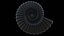 Ammonoid shell model simple rectiradiate and strong ribs