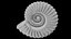 Ammonoid shell model simple rectiradiate and strong ribs