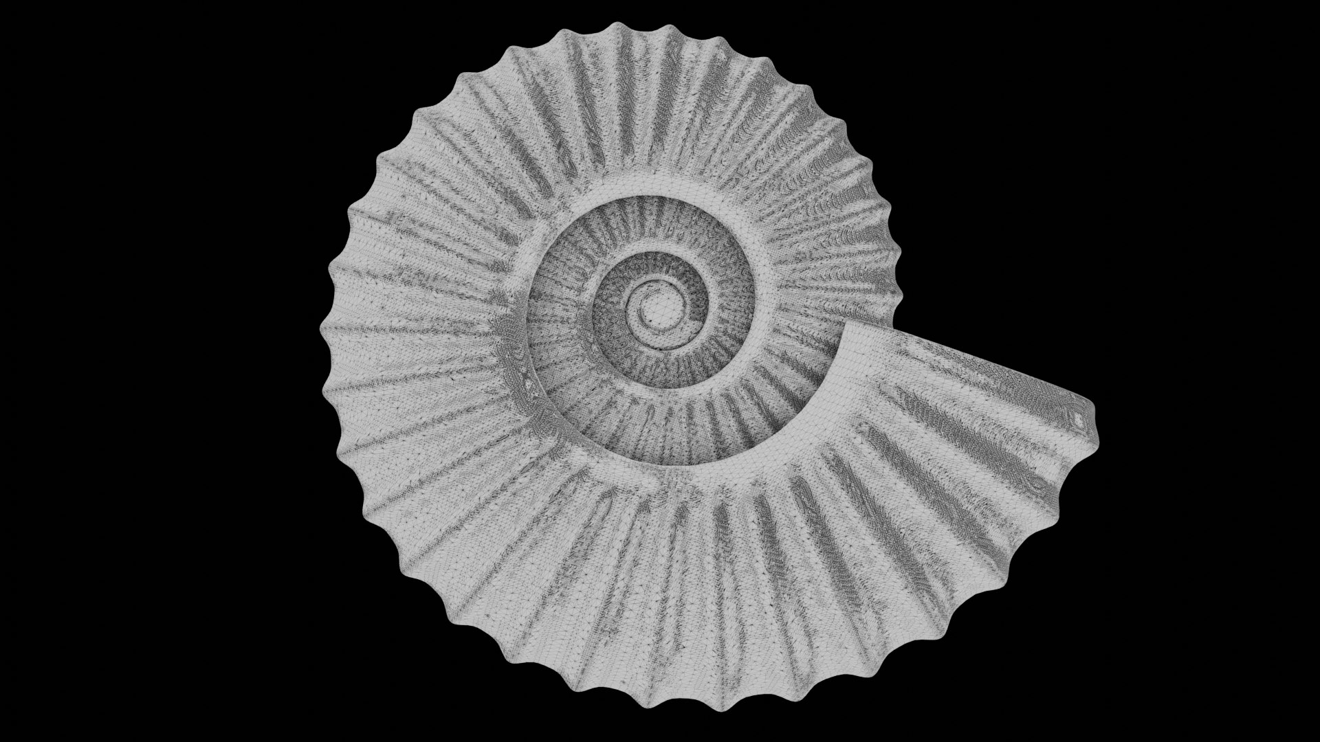 3D model Sube volute Ribbed Ammonoid shell https://p.turbosquid.com/ts-thumb/al/sIDxt2/y2/wire1/png/1735922327/1920x1080/fit_q87/9e256976a8d792144e06df3f2684e5bd74f1e99b/wire1.jpg