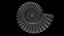 Ammonoid shell model simple rectiradiate and strong ribs