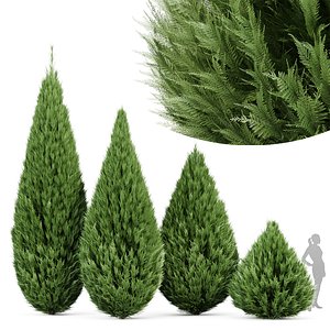 3D Juniperus chinensis Spartan Taylor Juniper