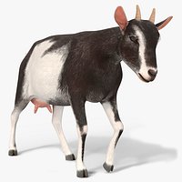 Domestic Goat Rigged for Blender