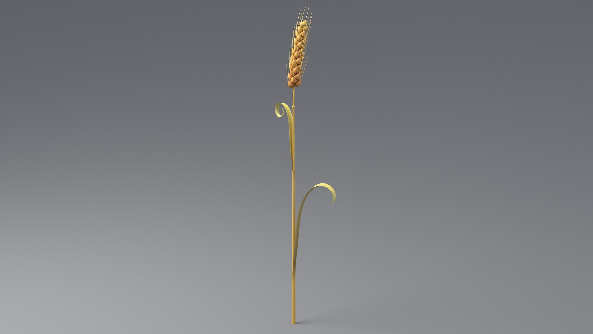 Cartoon Wheat Spikelet 04 3D model https://p.turbosquid.com/ts-thumb/am/OHt4Yr/HD/wheat_0017/jpg/1680443444/1920x1080/fit_q87/c613573126e3ebf82ebd7075a0b25df7682dce0f/wheat_0017.jpg