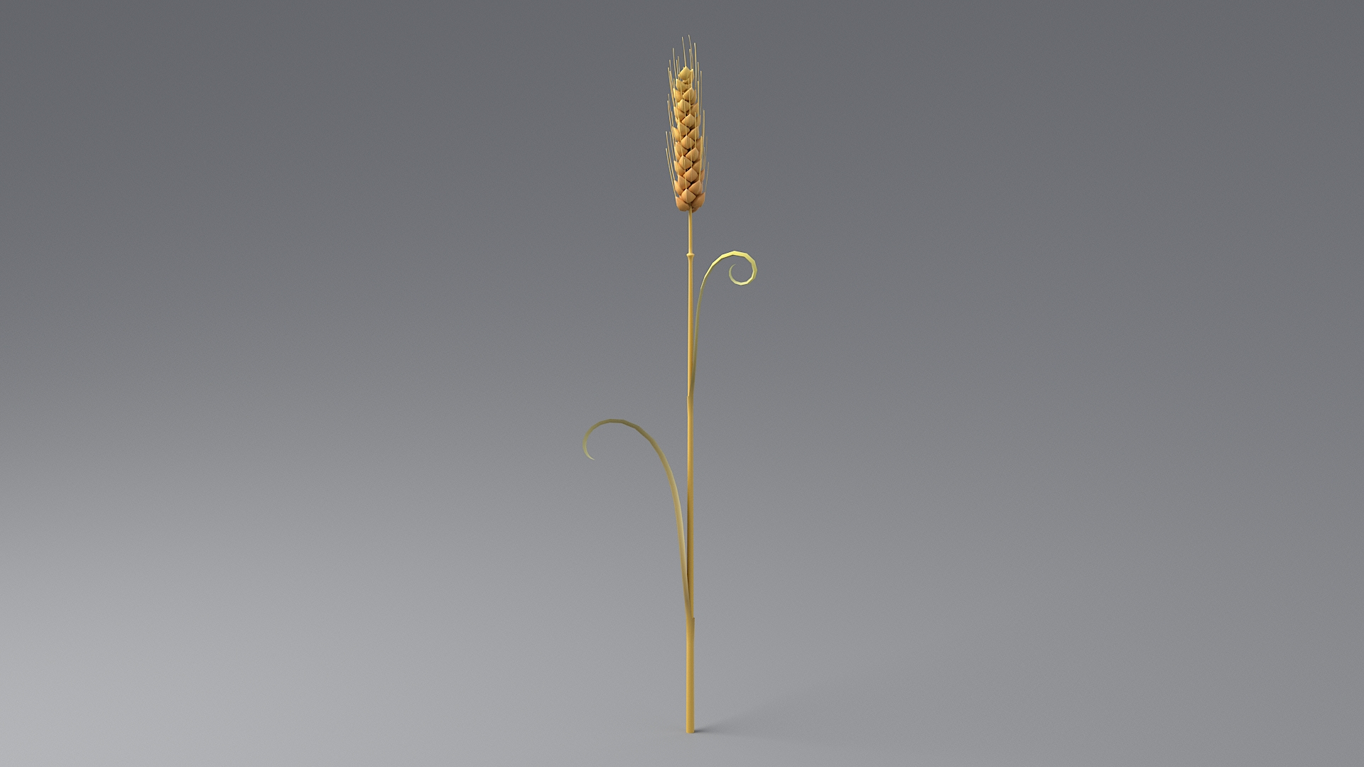 Cartoon Wheat Spikelet 04 3D model https://p.turbosquid.com/ts-thumb/am/OHt4Yr/R7/wheattbafour/jpg/1680443511/1920x1080/turn_fit_q99/2326119a09a86fd009b9336f66ff6dc2b12dc864/wheattbafour-1.jpg