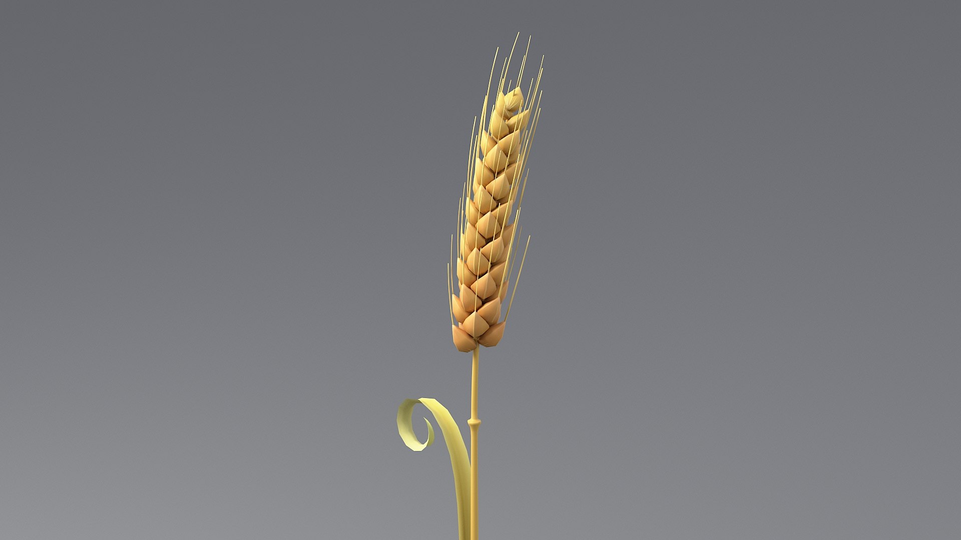 Cartoon Wheat Spikelet 04 3D model https://p.turbosquid.com/ts-thumb/am/OHt4Yr/Tj/wheat_0021/jpg/1680443445/1920x1080/fit_q87/c9b2f250fbdfccd951f3d7341ee1de369488eafb/wheat_0021.jpg