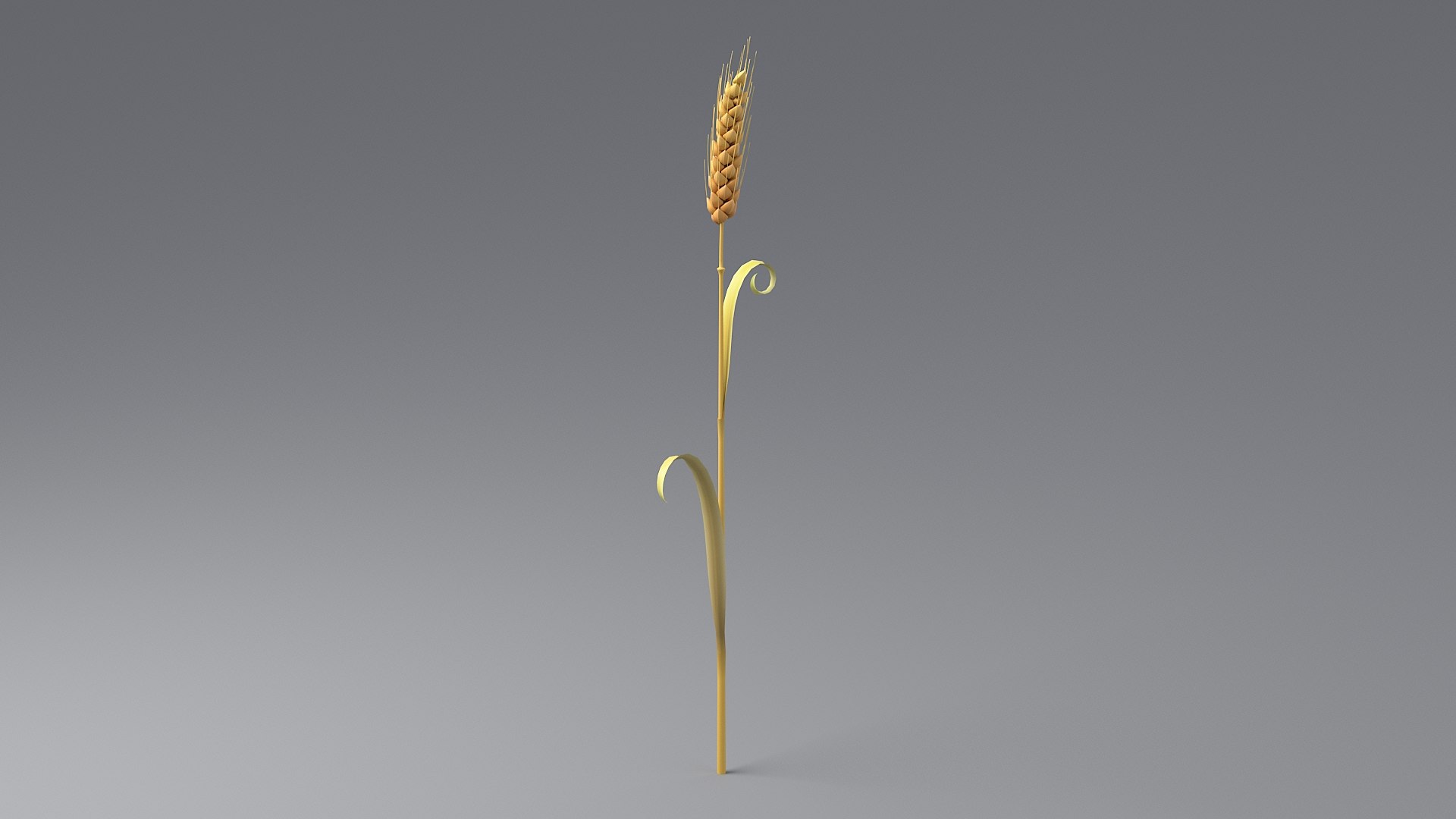 Cartoon Wheat Spikelet 04 3D model https://p.turbosquid.com/ts-thumb/am/OHt4Yr/tb/wheat_0020/jpg/1680443444/1920x1080/fit_q87/9088b8db3a7a7010f6d6a5e2af524d53a303fd2b/wheat_0020.jpg
