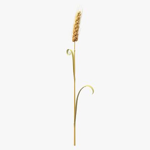 Cartoon Wheat Spikelet 04 3D model
