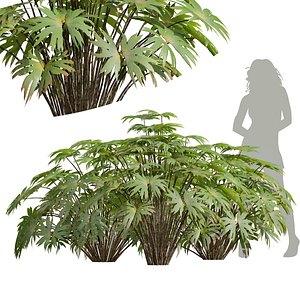 New Plant High detail Dipteris Conjugata 3D model