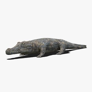 Crocodile