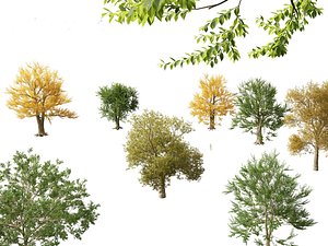 3D model Ulmus laevis - European white elm