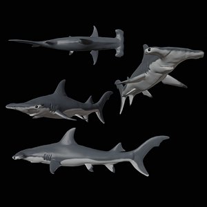 hammerhead shark 3D