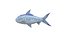 Milkfish channidae animated fish low poly toon