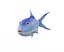 Milkfish channidae animated fish low poly toon