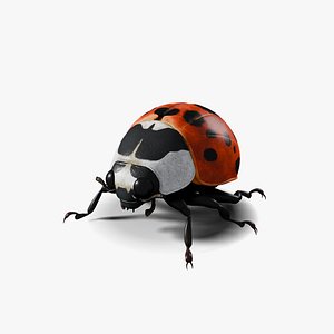 Lady Bug insect 3D Model 3D model