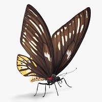 Ornithoptera Alexandrae Butterfly Female
