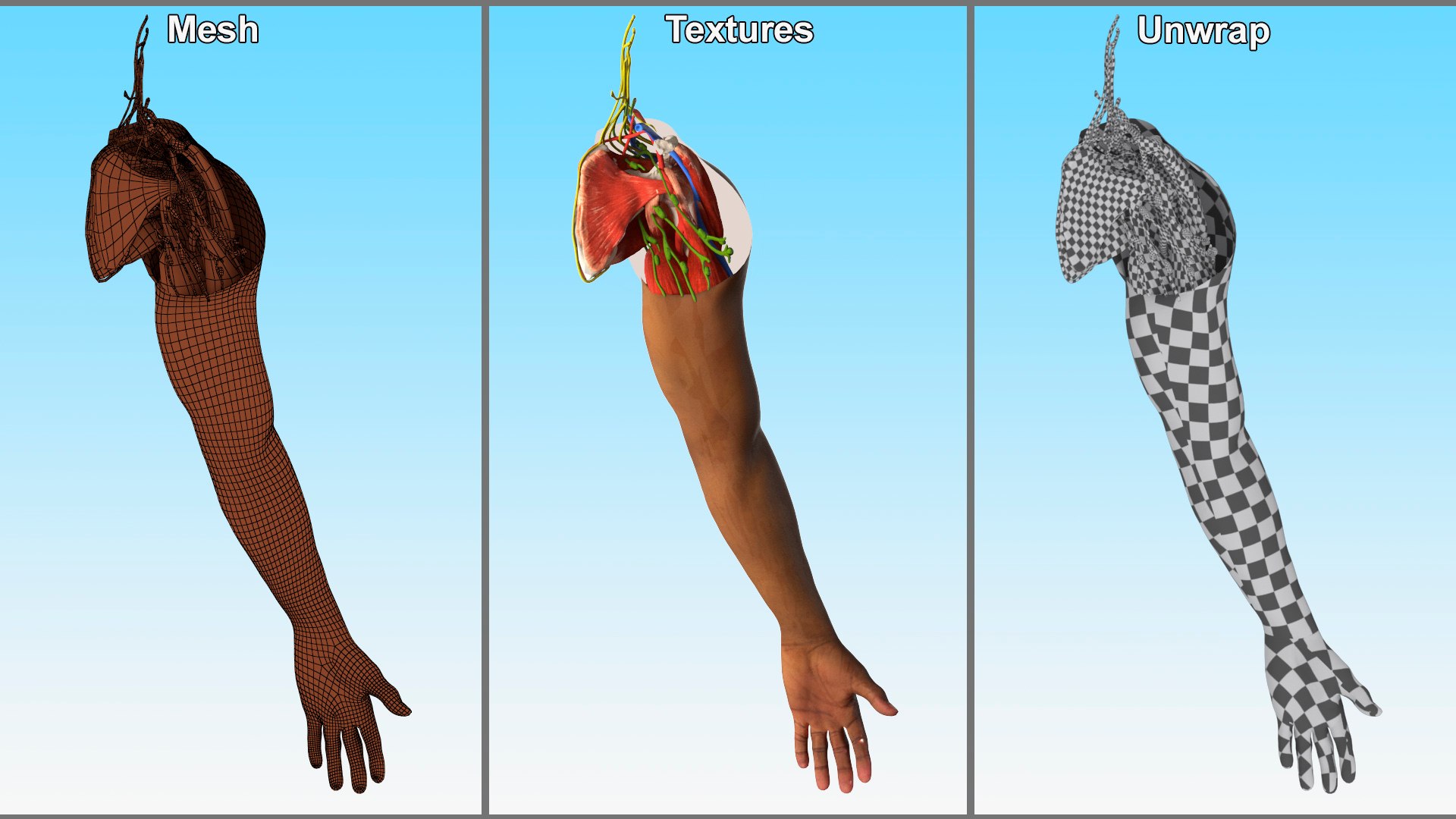 3D model Man Arm Anatomy Realistic https://p.turbosquid.com/ts-thumb/an/7FXsKm/19/manarmanatomyrealisticmb3dmodel018/jpg/1727648960/1920x1080/fit_q87/f2e6c0fd2f679fc46dcef110dd8715e772adf72a/manarmanatomyrealisticmb3dmodel018.jpg