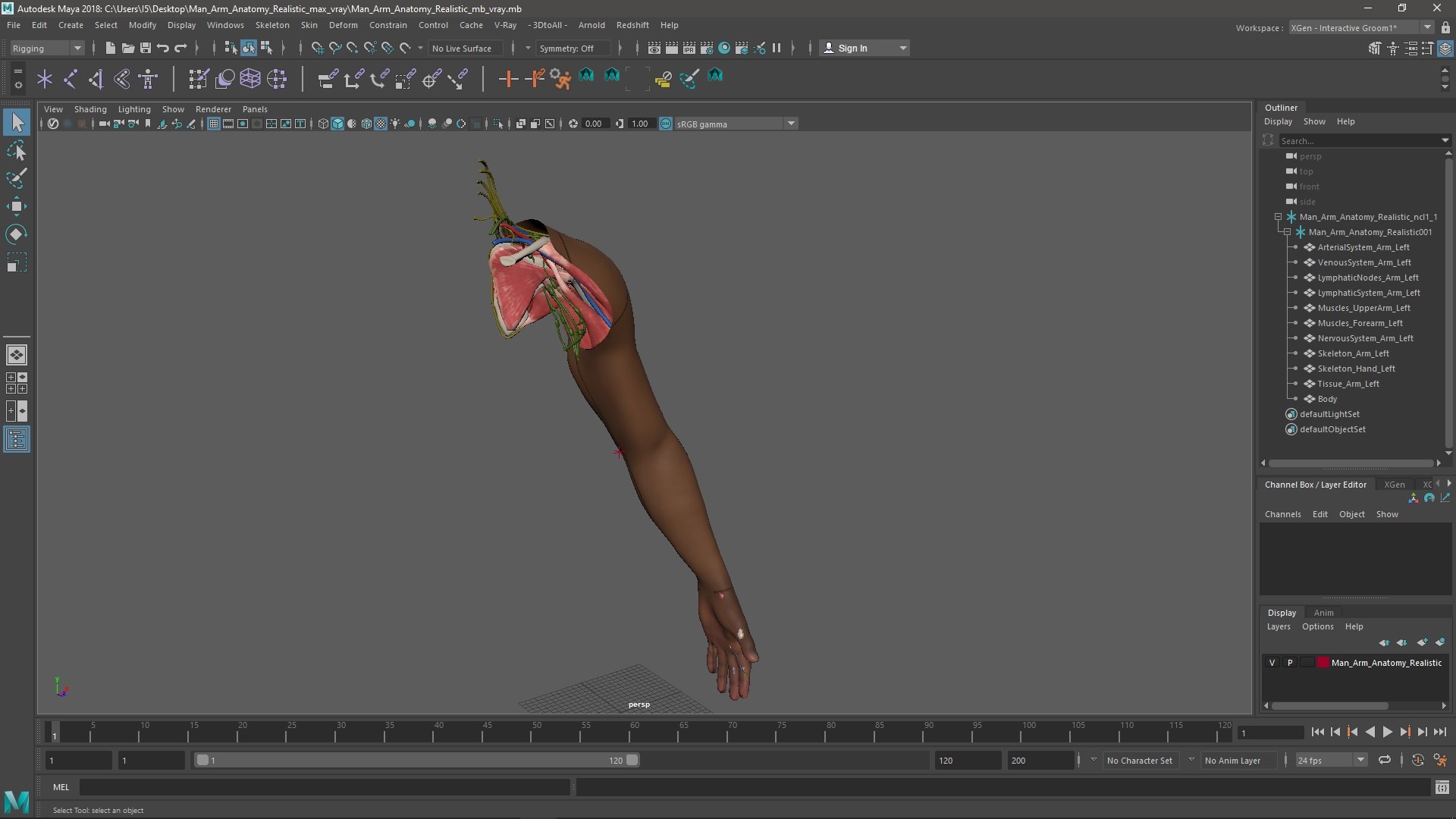 3D model Man Arm Anatomy Realistic https://p.turbosquid.com/ts-thumb/an/7FXsKm/1x/manarmanatomyrealisticmb3dmodel039/jpg/1727649031/1920x1080/fit_q87/c161fcf9ee93d51c35306484d49f46472756011e/manarmanatomyrealisticmb3dmodel039.jpg