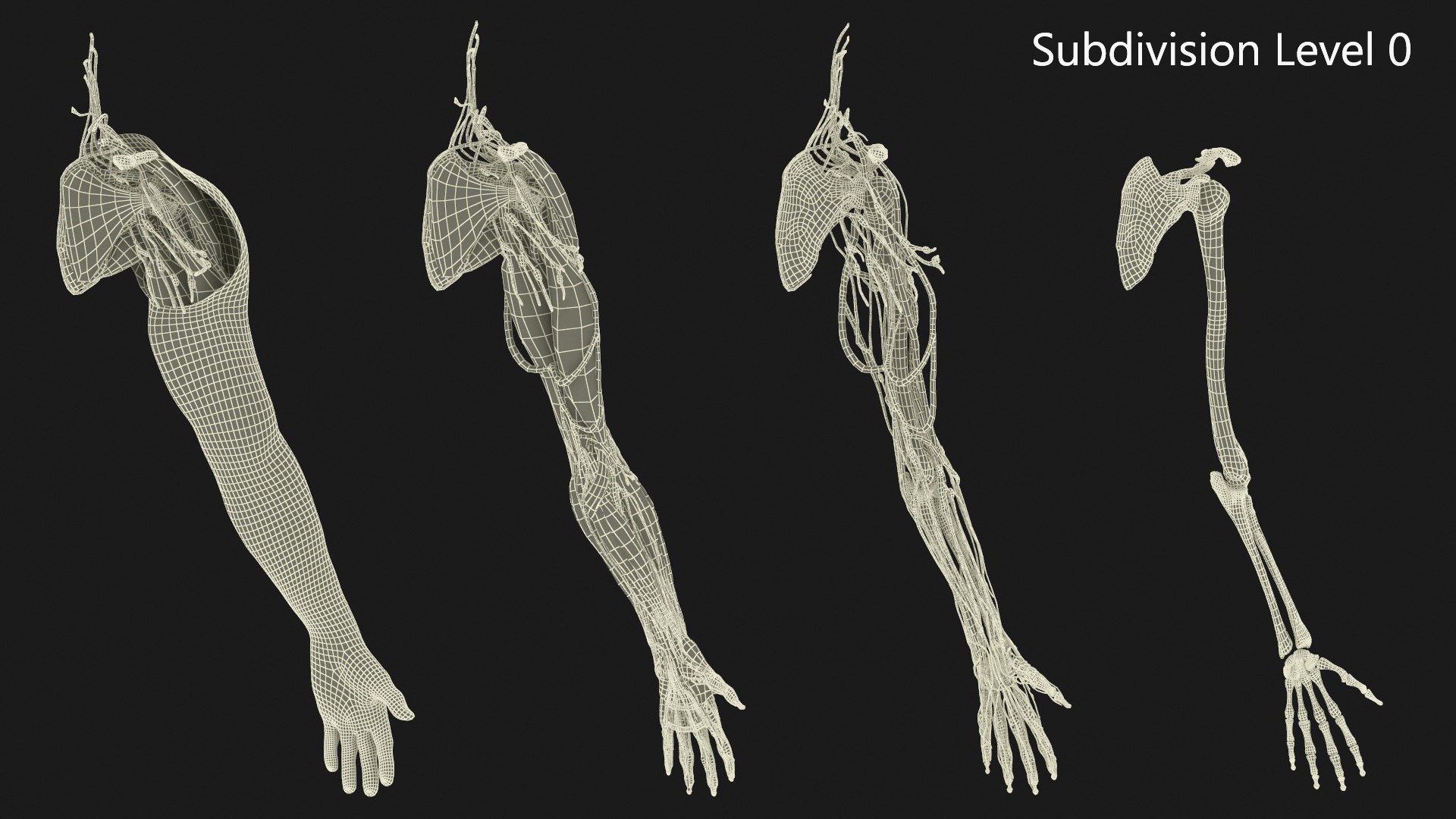 3D model Man Arm Anatomy Realistic https://p.turbosquid.com/ts-thumb/an/7FXsKm/2H/manarmanatomyrealisticmb3dmodel019/jpg/1727648963/1920x1080/fit_q87/d214e70d22e43975cf33e574893e2a9fb92e2cf2/manarmanatomyrealisticmb3dmodel019.jpg