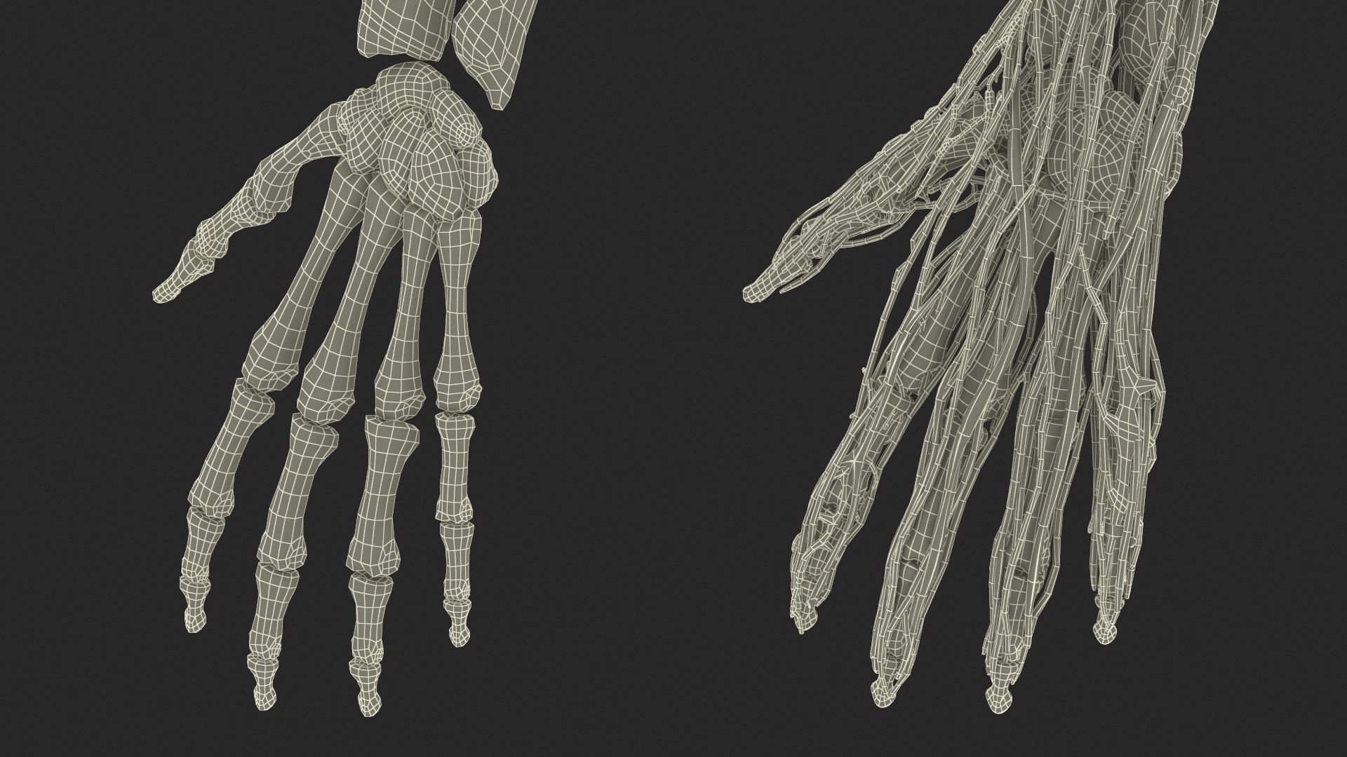 3D model Man Arm Anatomy Realistic https://p.turbosquid.com/ts-thumb/an/7FXsKm/44/manarmanatomyrealisticmb3dmodel029/jpg/1727648993/1920x1080/fit_q87/df3f2b04520272070aad95bb7ca667bbca7e4b5c/manarmanatomyrealisticmb3dmodel029.jpg