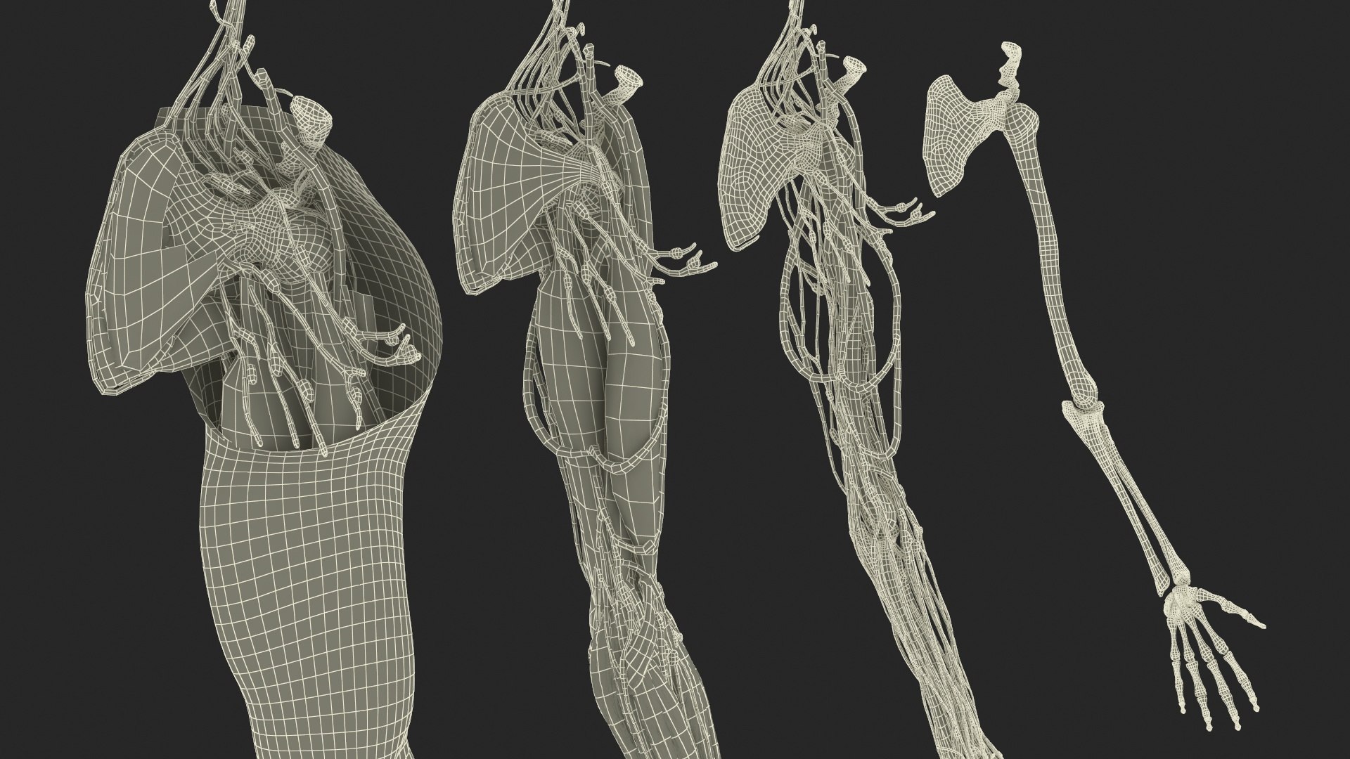 3D model Man Arm Anatomy Realistic https://p.turbosquid.com/ts-thumb/an/7FXsKm/L6/manarmanatomyrealisticmb3dmodel031/jpg/1727648999/1920x1080/fit_q87/e120adec66c5c6303527fe596eb99a059f472ee8/manarmanatomyrealisticmb3dmodel031.jpg