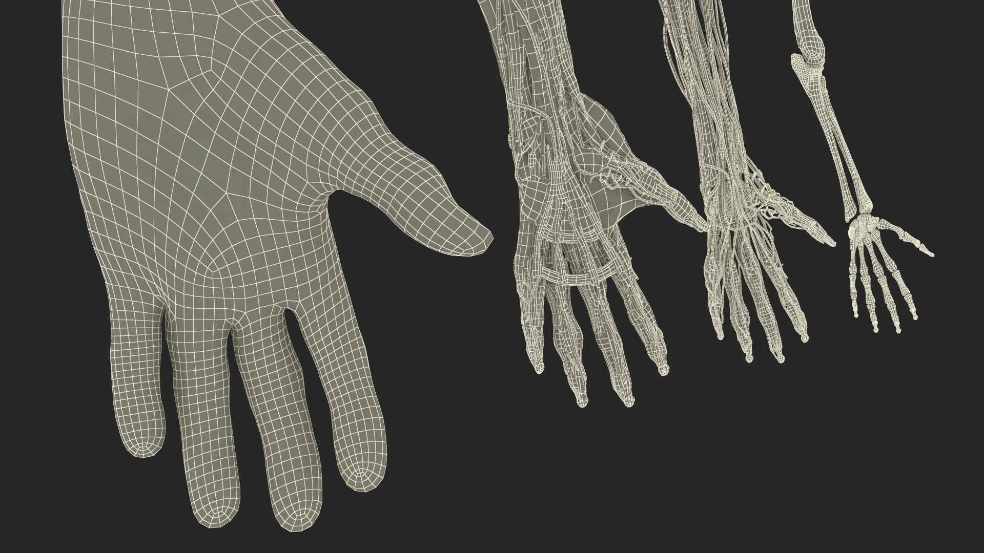 3D model Man Arm Anatomy Realistic https://p.turbosquid.com/ts-thumb/an/7FXsKm/Lr/manarmanatomyrealisticmb3dmodel030/jpg/1727648996/1920x1080/fit_q87/e07854c07ac11999448bd0a6dbc7d1e92330cb99/manarmanatomyrealisticmb3dmodel030.jpg