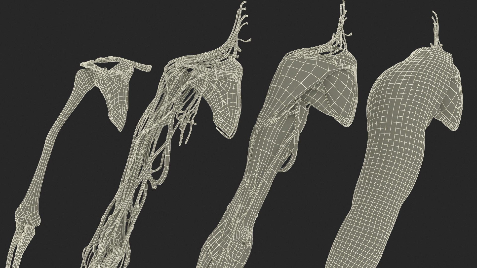 3D model Man Arm Anatomy Realistic https://p.turbosquid.com/ts-thumb/an/7FXsKm/OG/manarmanatomyrealisticmb3dmodel032/jpg/1727649003/1920x1080/fit_q87/a24632e0168ebbfabd8079bf1807241116d753a6/manarmanatomyrealisticmb3dmodel032.jpg