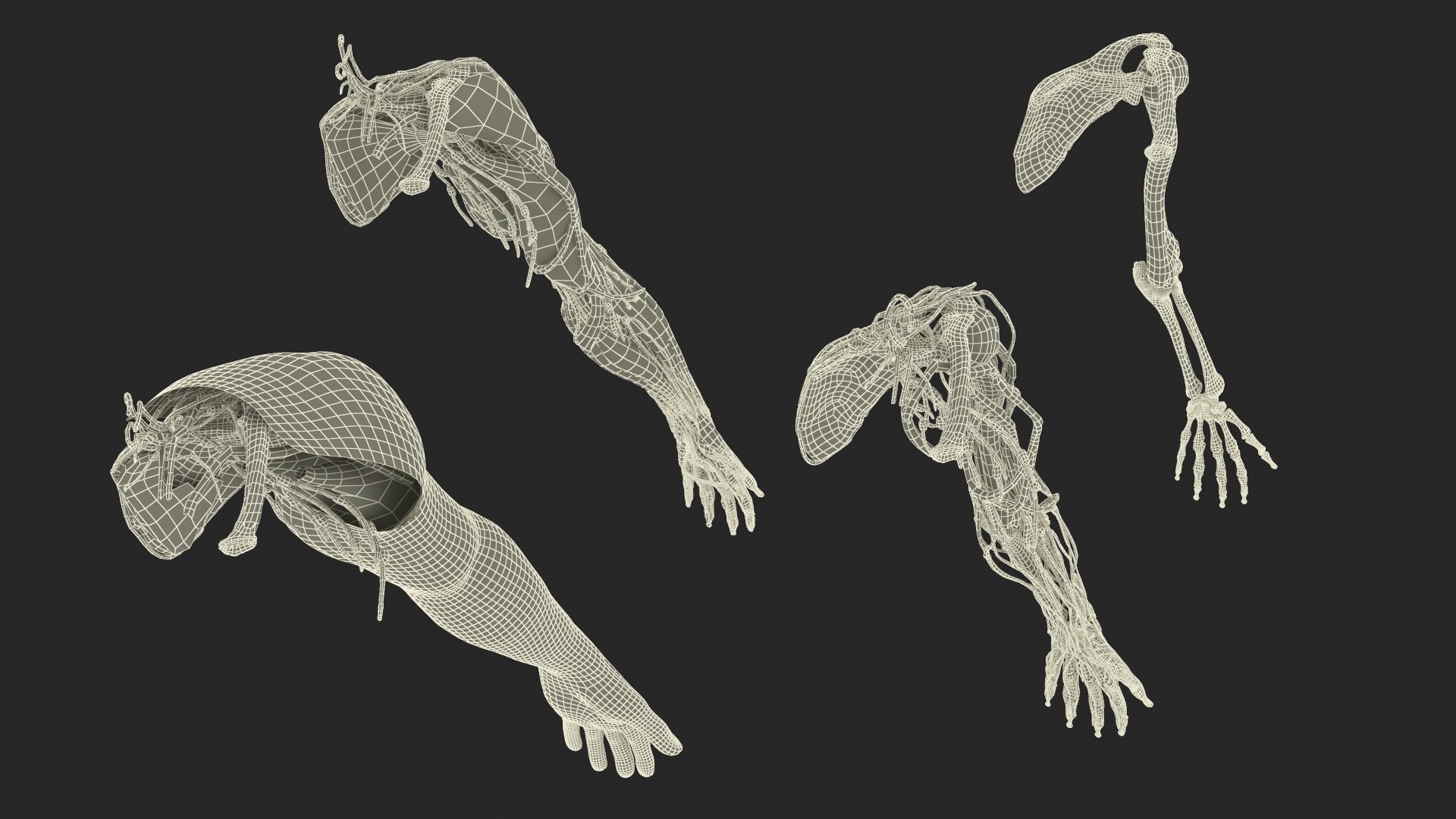 3D model Man Arm Anatomy Realistic https://p.turbosquid.com/ts-thumb/an/7FXsKm/dj/manarmanatomyrealisticmb3dmodel025/jpg/1727648981/1920x1080/fit_q87/7421e8b6ffd50f264da8b9265ee2b3773d6e26b0/manarmanatomyrealisticmb3dmodel025.jpg