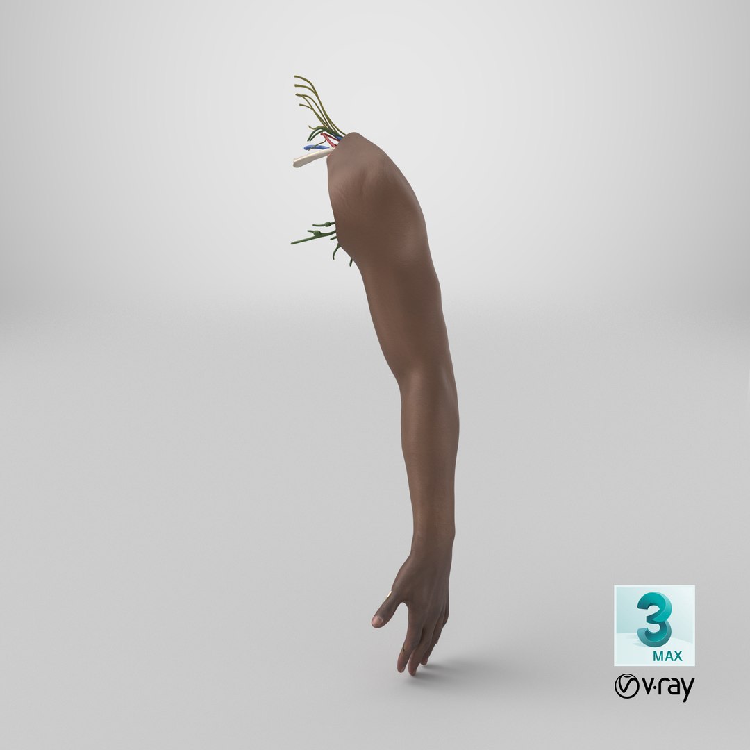 3D model Man Arm Anatomy Realistic https://p.turbosquid.com/ts-thumb/an/7FXsKm/hO/stemcell_max_vray_render/png/1736781681/1920x1080/fit_q87/19801368591ec6720ea6cf1e6ae110c9f02c9fa0/stemcell_max_vray_render.jpg