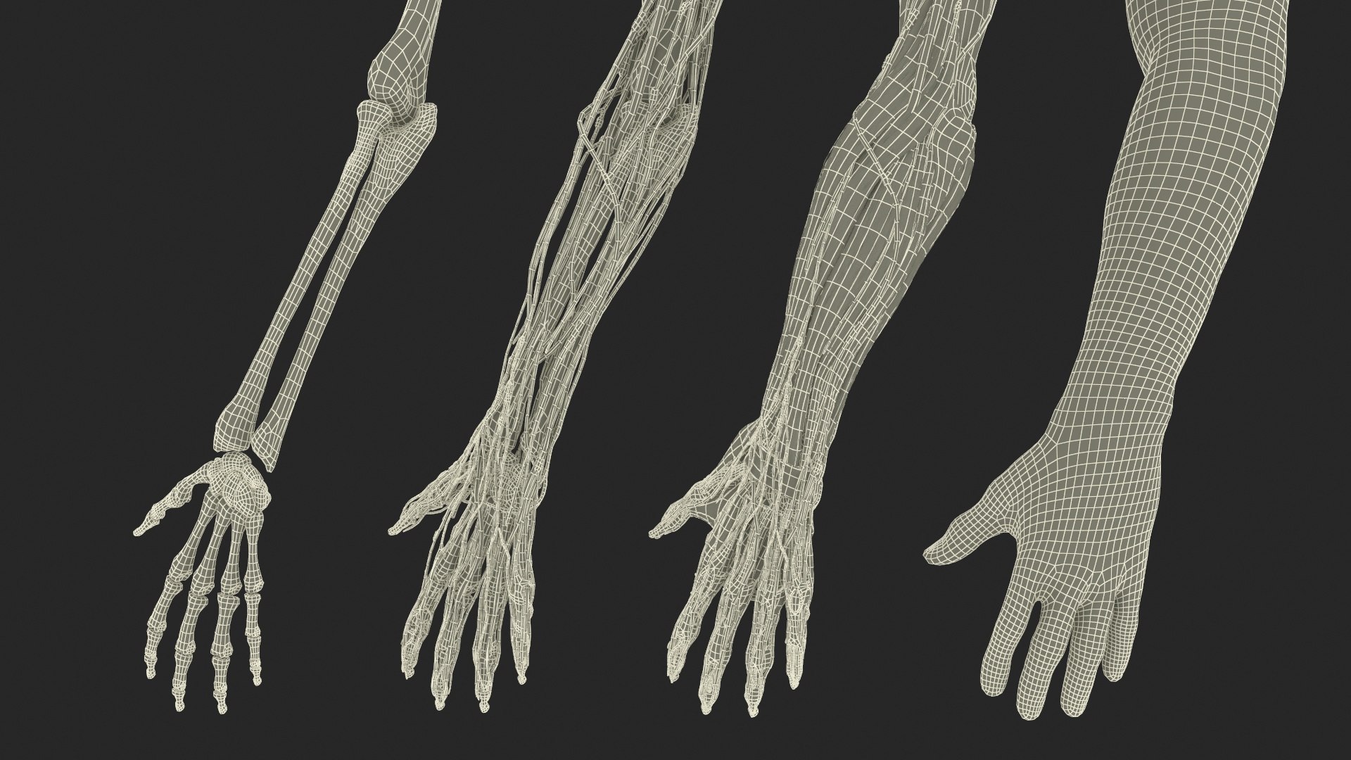 3D Model Man Arm Anatomy Realistic - TurboSquid 2286811
