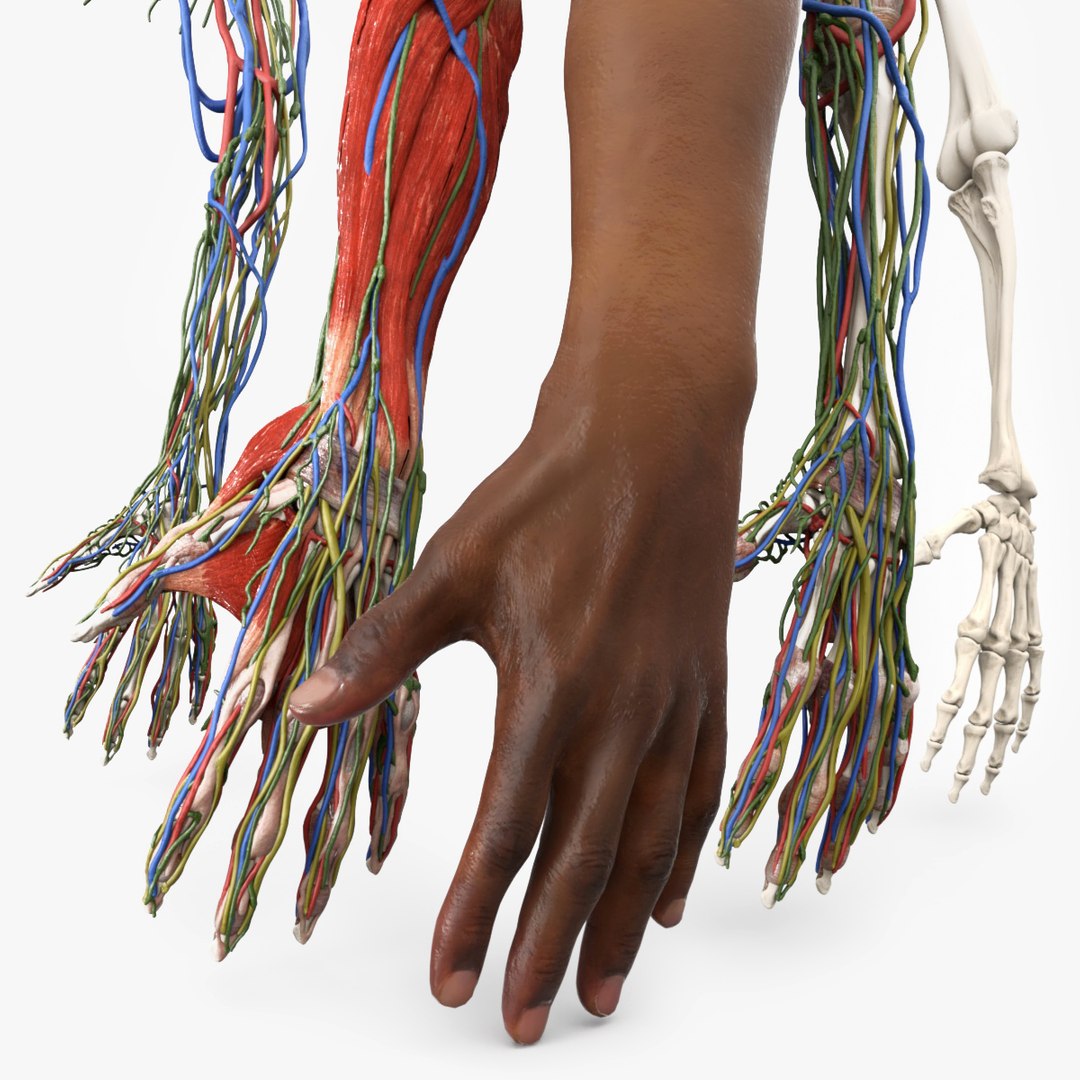 3D model Man Arm Anatomy Realistic https://p.turbosquid.com/ts-thumb/an/7FXsKm/qB/reproduction__man_arm_anatomy_realistic_001/jpg/1735050348/1920x1080/fit_q87/e5d8c602d878ec41eb65780f3226f277c2ae939c/reproduction__man_arm_anatomy_realistic_001.jpg